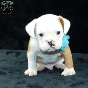 Bruno, Miniature Bulldog Puppy